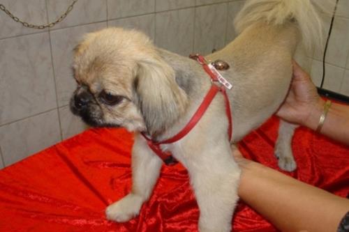 Toelettatura cani piccola taglia Torino