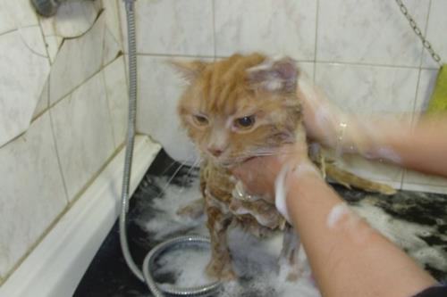Toelettatura gatti Torino