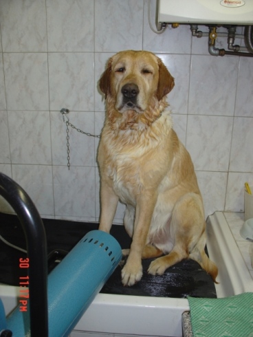 Toelettatura cani e gatti Torino Toelettatura cani e gatti Torino